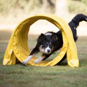Parcours Agility