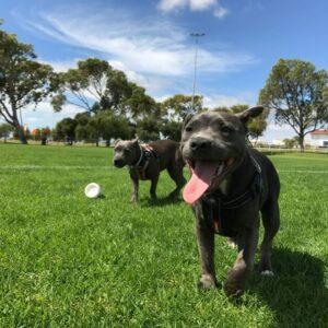 Parc