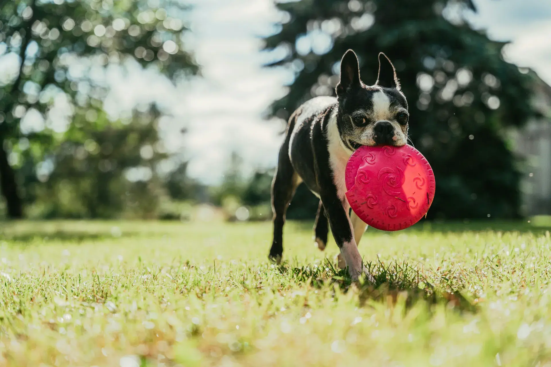 12 activités pour stimuler votre chien au quotidien