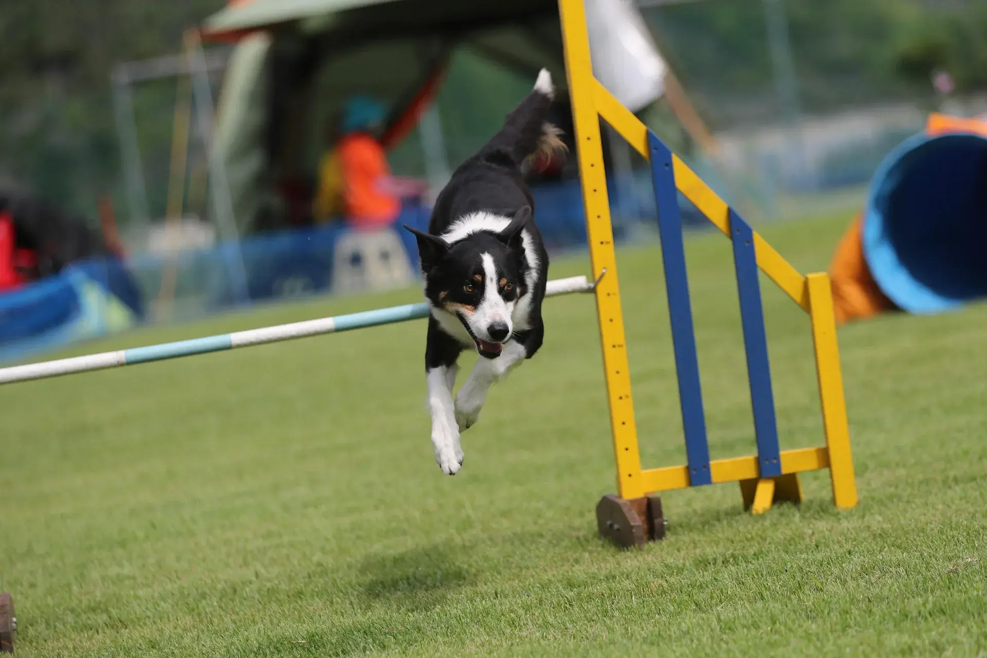 Agility pour chien débutant : guide complet pour commencer et progresser
