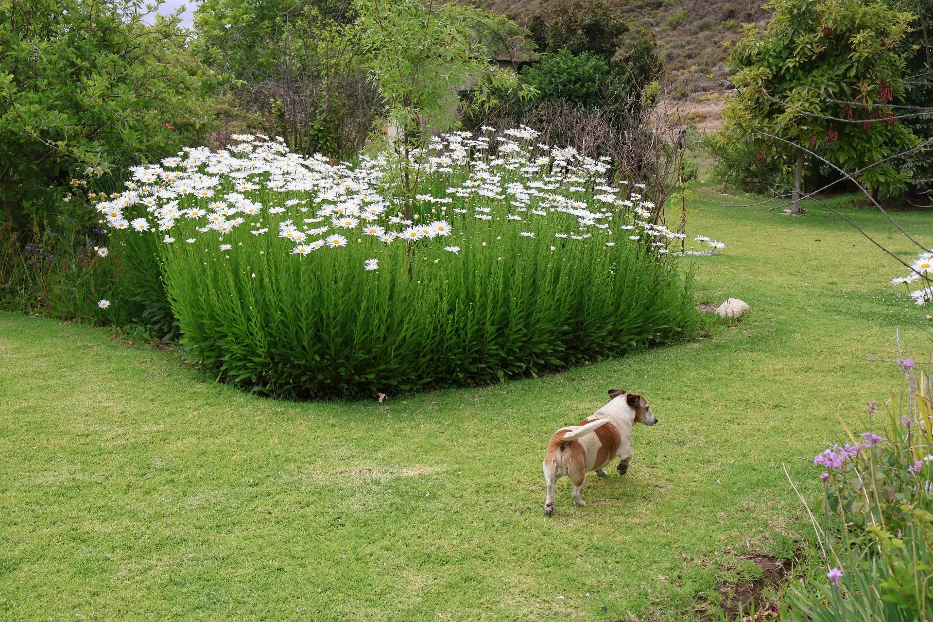 Sécuriser son terrain pour chiens : les aménagements simples et efficaces pour devenir Hôte