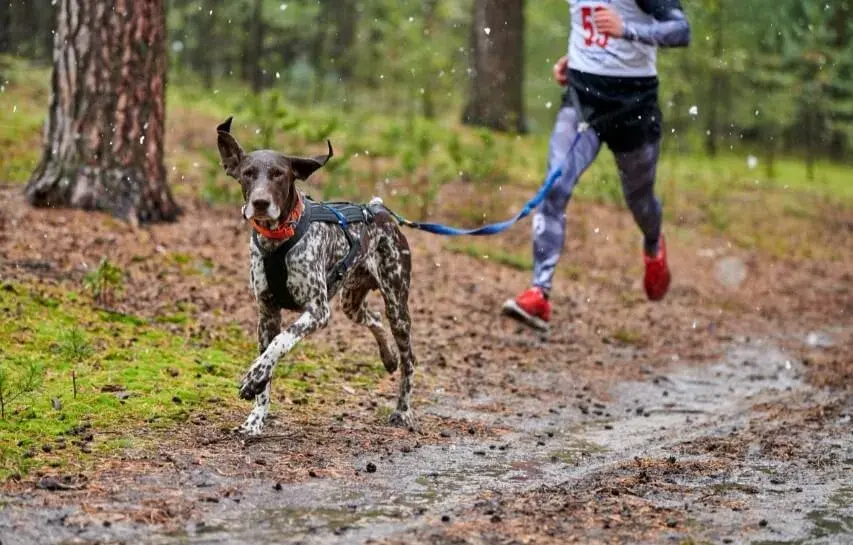 Canicross : le guide complet pour débuter avec votre chien