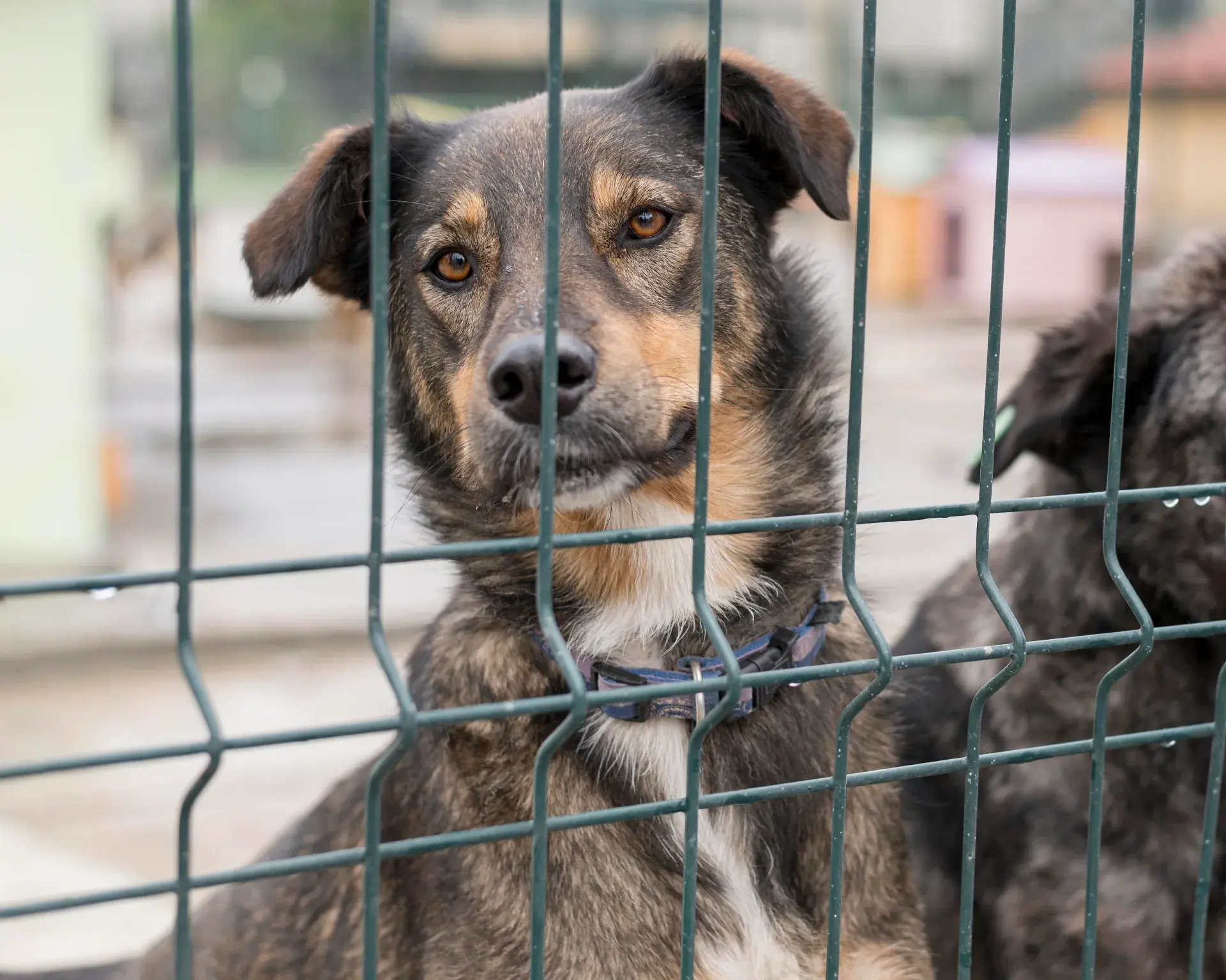 Adopter un chien de refuge : les conseils essentiels pour une seconde chance réussie