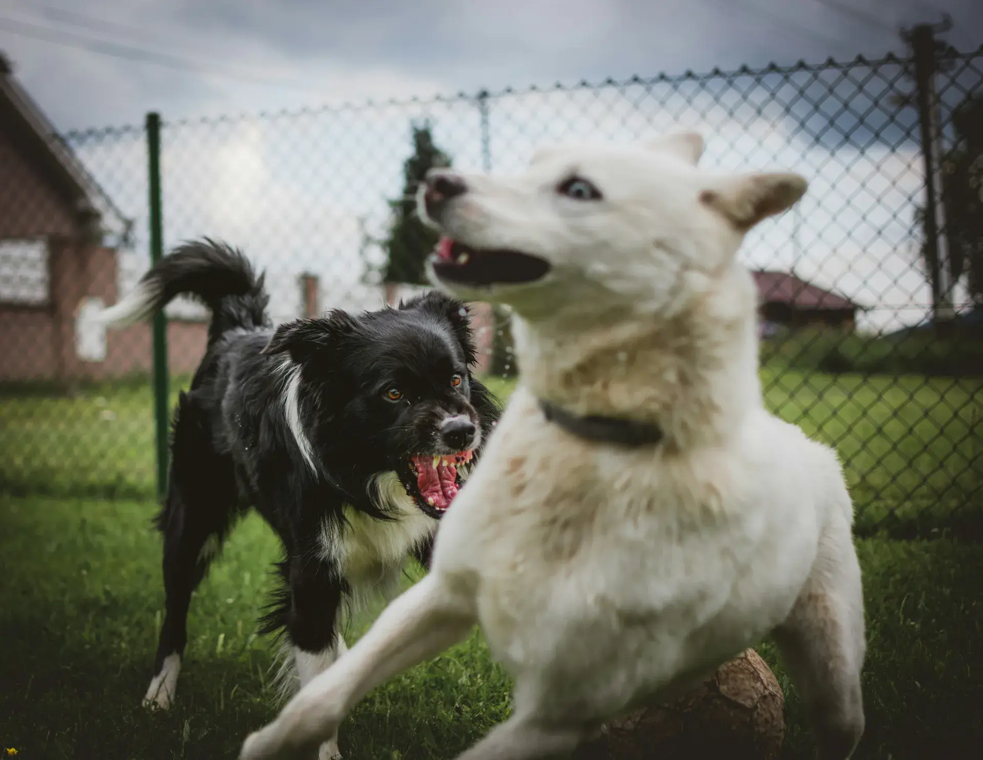 Chien réactif : que faire pour gérer et apaiser ses réactions