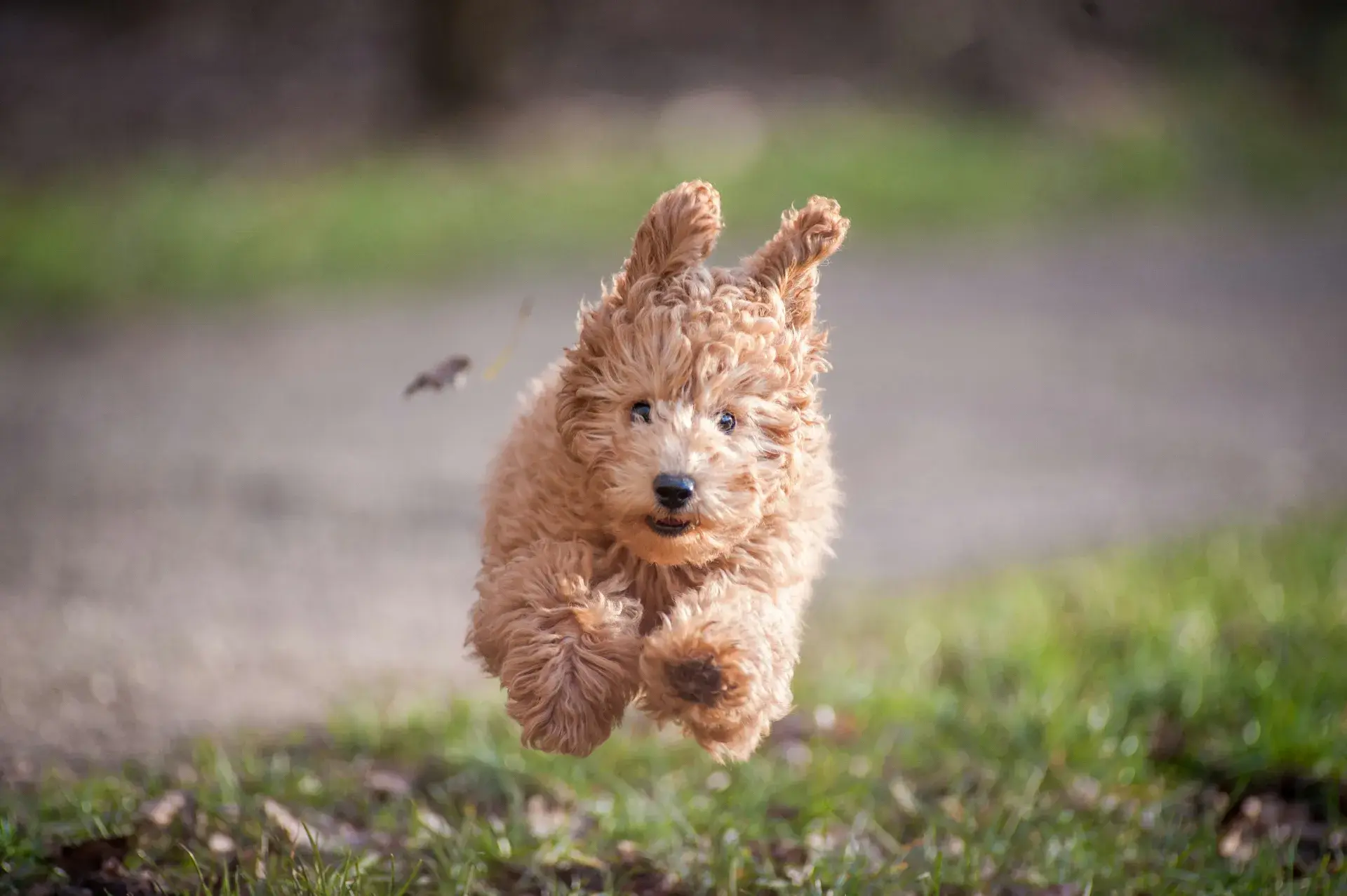 Mon chien ne revient pas quand je l'appelle : où le laisser courir en sécurité ?
