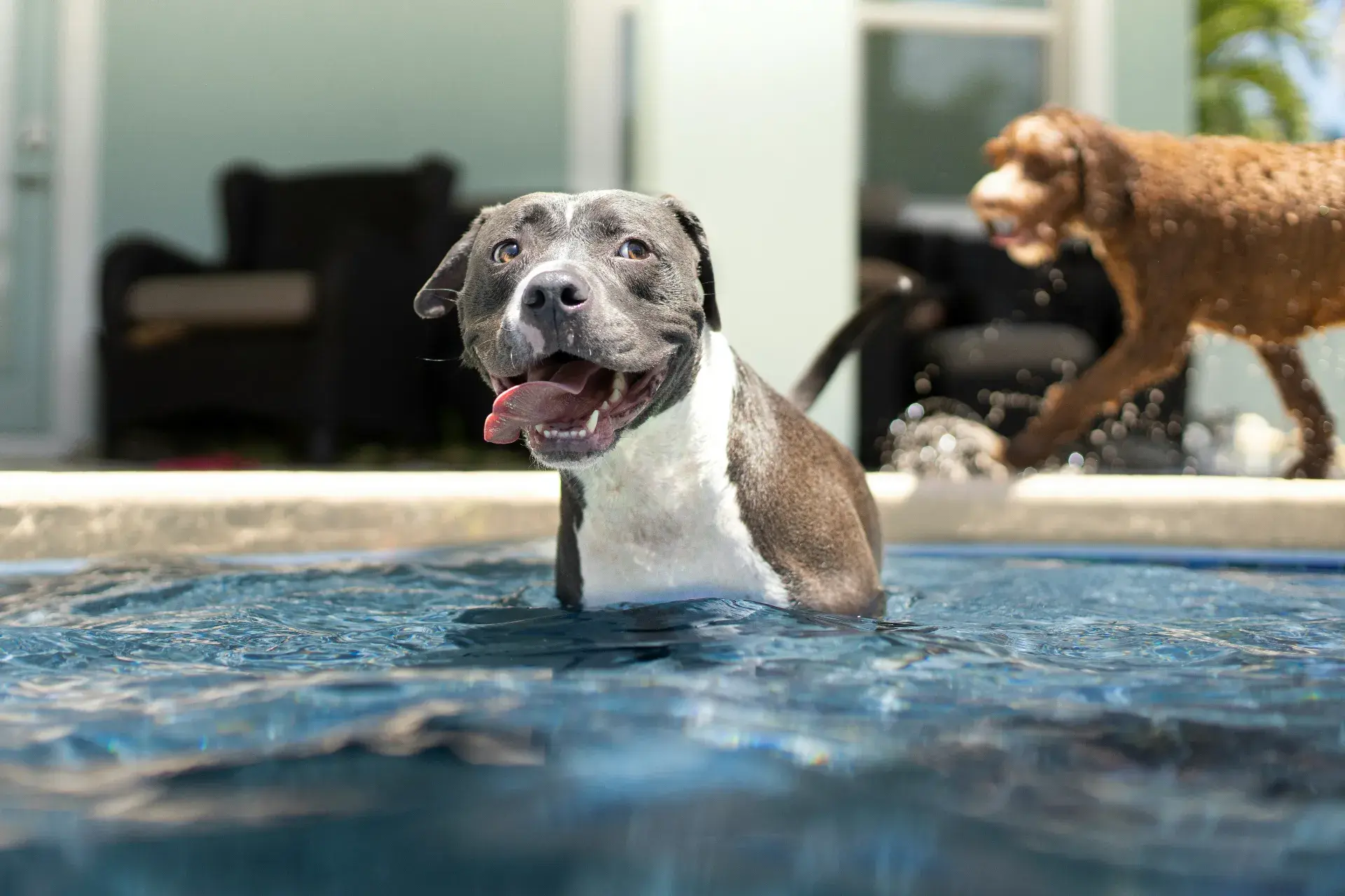 Où faire nager son chien en toute sécurité ? Lacs, plages, piscines privées