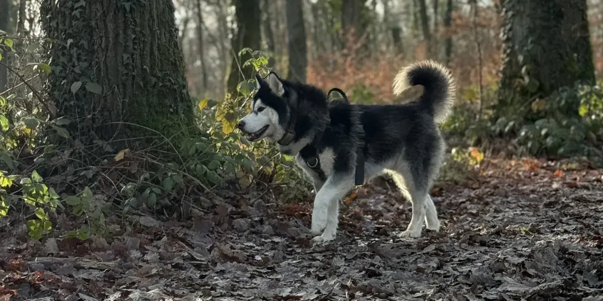 Prédation chez le chien : comprendre l'instinct de chasse et 6 solutions pour le canaliser en sécurité